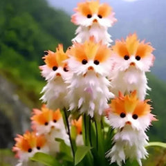 Cat Eye Dazzle Seeds and Free Organic Pot Mix 100 Grams