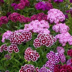 Dianthus Seeds (Free Pot Mixture 100 gm)