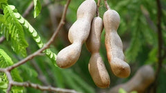 Tamarind Seeds (Free Pot Mixture 100 gm)