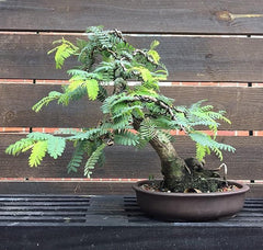 Tamarind Seeds (Free Pot Mixture 100 gm)